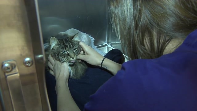 Poster for Dyrepleier