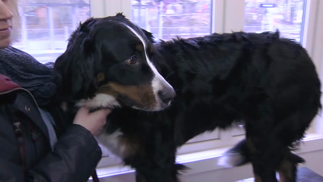 Poster for Veterinær