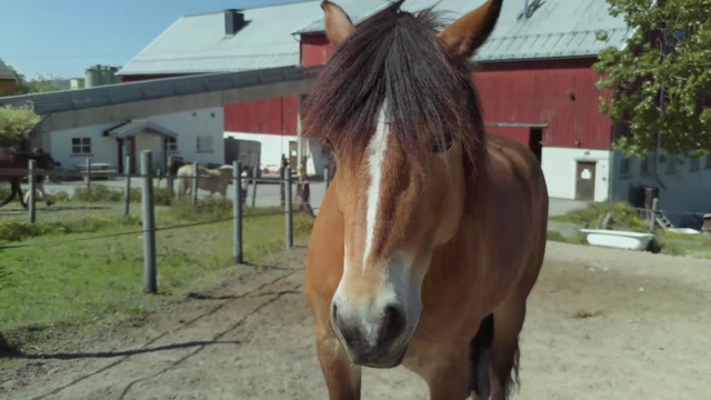 Poster for VG2 Heste- og dyrefag